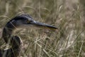 Great Blue Heron in the Sea Oats Royalty Free Stock Photo