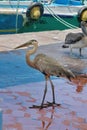 Great blue heron at the seafood market