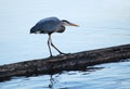Great Blue Heron searching for fish.