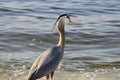 Great Blue Heron By The Seashore In Pensacola Florida Royalty Free Stock Photo
