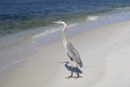 Great Blue Heron By The Seashore In Pensacola Florida Royalty Free Stock Photo