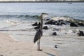 Great Blue Heron By The Seashore In Pensacola Florida Royalty Free Stock Photo