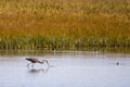 Great blue heron seen in profile wading in the Gros-Cacouna Marsh during a golden hour late summer morning