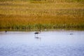 Great blue heron seen standing in profile in shallow water in the Gros-Cacouna Marsh