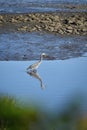 Great Blue Heron in Shallow Waters of the Harbor Royalty Free Stock Photo