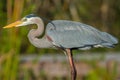 Great Blue Heron Royalty Free Stock Photo