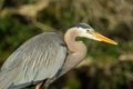 Great Blue Heron Royalty Free Stock Photo