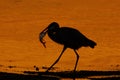 Great Blue Heron Silhouette Royalty Free Stock Photo
