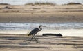 Great Blue Heron silhouette on beach, Hilton Head Island Royalty Free Stock Photo