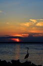 Great Blue Heron Silhouette Royalty Free Stock Photo