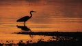Great Blue Heron Silhouette Royalty Free Stock Photo