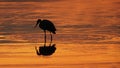 Great Blue Heron Silhouette Royalty Free Stock Photo