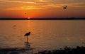 Great Blue Heron Silhouette at Sunrise on Honeymoon Island Causeway, Palm Harbor, Florida Royalty Free Stock Photo