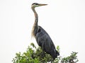 Great Blue Heron silhouette on tree branch Montezuma National Wildlife Refuge NYS Royalty Free Stock Photo