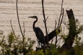 Great Blue Heron silhouetted by early morning sunlight on lake