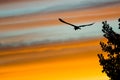 Great Blue Heron Silhouetted in the Sunset Sky As It Flies Royalty Free Stock Photo