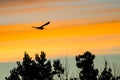 Great Blue Heron Silhouetted in the Sunset Sky As It Flies Royalty Free Stock Photo