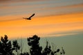 Great Blue Heron Silhouetted in the Sunset Sky As It Flies Royalty Free Stock Photo