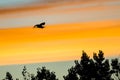 Great Blue Heron Silhouetted in the Sunset Sky As It Flies Royalty Free Stock Photo