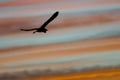 Great Blue Heron Silhouetted in the Sunset Sky As It Flies Royalty Free Stock Photo
