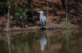 Great Blue Heron sits in front of a pond