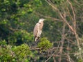 Great Blue Heron on marsh shrub Montezuma National Wildlife Refuge Royalty Free Stock Photo