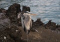 Great Blue Heron sits on a rock in the Galapagos Islands