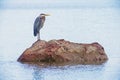 Great Blue Heron sits still on a rock in morning