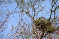 Great Blue Heron sitting on a nest and adding fresh twigs, spring nest maintenance, Marymoor Park, Redmond, WA