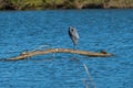 Great Blue Heron sleeping on a dead tree with two turtles Royalty Free Stock Photo