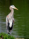 Great Blue Heron Slouching in Front of Green Lake Water