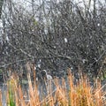 Great Blue Heron in the Snow on Pell Lake Royalty Free Stock Photo