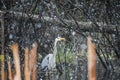 Great Blue Heron in the Snow on Pell Lake Royalty Free Stock Photo