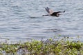 Great Blue Heron soaring out of sight