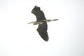 Great blue heron soaring over Fort De Soto Park, Florida.