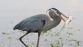 Great Blue Heron Speared A Fish Royalty Free Stock Photo