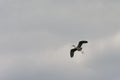 Great blue heron flying on a cloudy sky Royalty Free Stock Photo