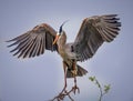 Great Blue Heron spreading its wings