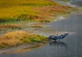 Great Blue Heron Royalty Free Stock Photo