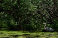 Great Blue Heron Standing amidst Green Algae in Pond Royalty Free Stock Photo