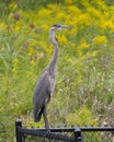 Great Blue Heron Standing Atop Black Fence Royalty Free Stock Photo