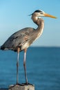 Great blue heron standing atop a wooden post overlooking a picturesque blue ocean. Royalty Free Stock Photo