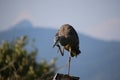 A great blue heron standing on a bird house Royalty Free Stock Photo