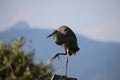 A great blue heron standing on a bird house Royalty Free Stock Photo