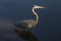 Great blue heron standing in calm water in late afternoon. Royalty Free Stock Photo