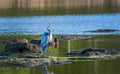 Great Blue Heron Standing in a Chesapeake Bay pond on a sunny da Royalty Free Stock Photo