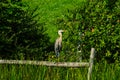 !Great blue heron standing on dock Royalty Free Stock Photo