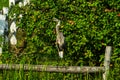 !Great blue heron standing on dock Royalty Free Stock Photo