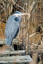 Great Blue Heron Royalty Free Stock Photo
