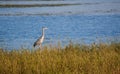 Great blue heron standing on a field of grass behind the water Royalty Free Stock Photo